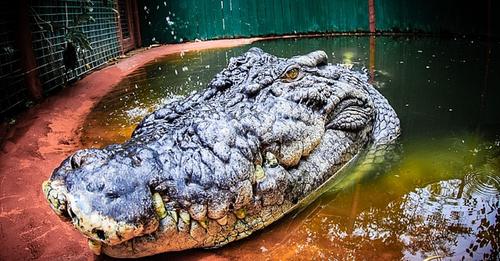 Maior crocodilo do mundo em cativeiro deve viver mais de 120 anos