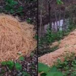 Costela assada no saco de pão: vantagens e como fazer