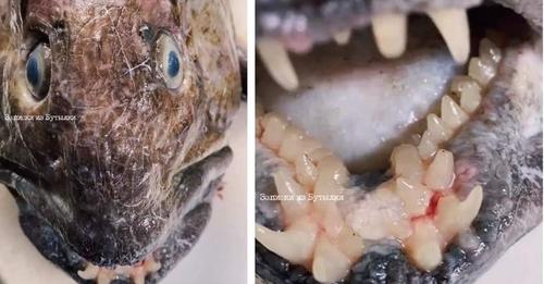 Fotos: peixe com dentes humanos viraliza na web: “Apocalipse”