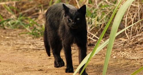 Gato-palheiro raro é encontrado no Parque Nacional das Emas