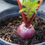 Violeta africana: onde colocar em casa para florescer sempre