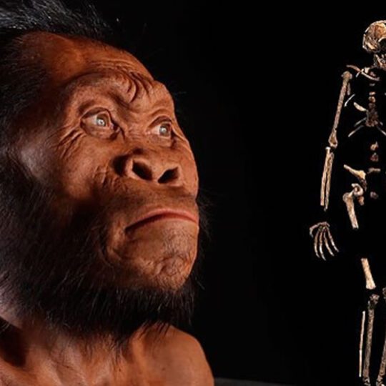 Um hominídeo recentemente descoberto desafia as crenças sobre o que nos torna humanos