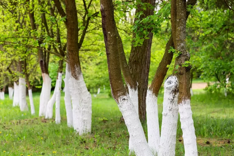 Por que algumas árvores são pintadas de branco?