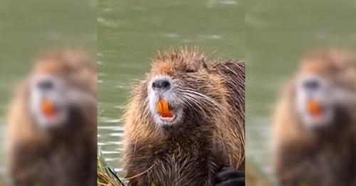 Ratos gigantes com dentes laranjas invadem Califórnia e causam pânico