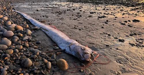 “Peixe do Juízo Final“ é visto na costa da Califórnia pela terceira vez no ano