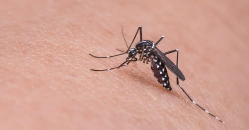 Minas Gerais registra duas mortes por dengue em 2025 